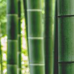 a green bamboo forest