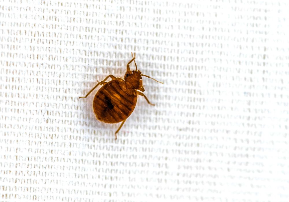 bed bugs get rid of
