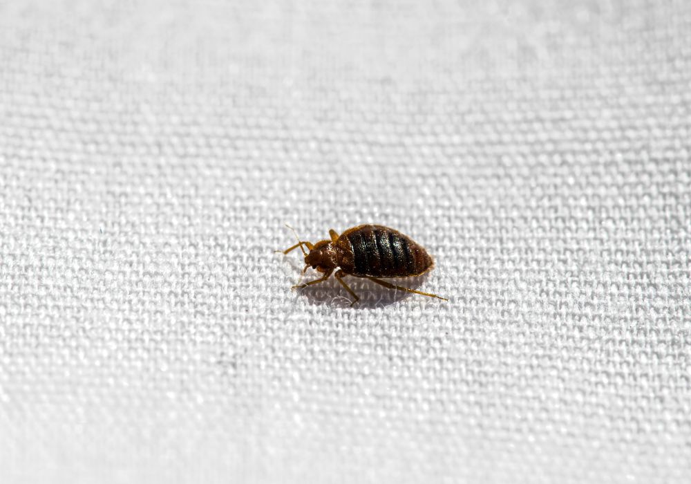 bed bugs in the mattress cover