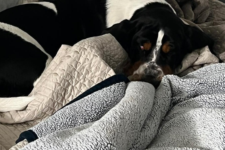 dog bed blanket
