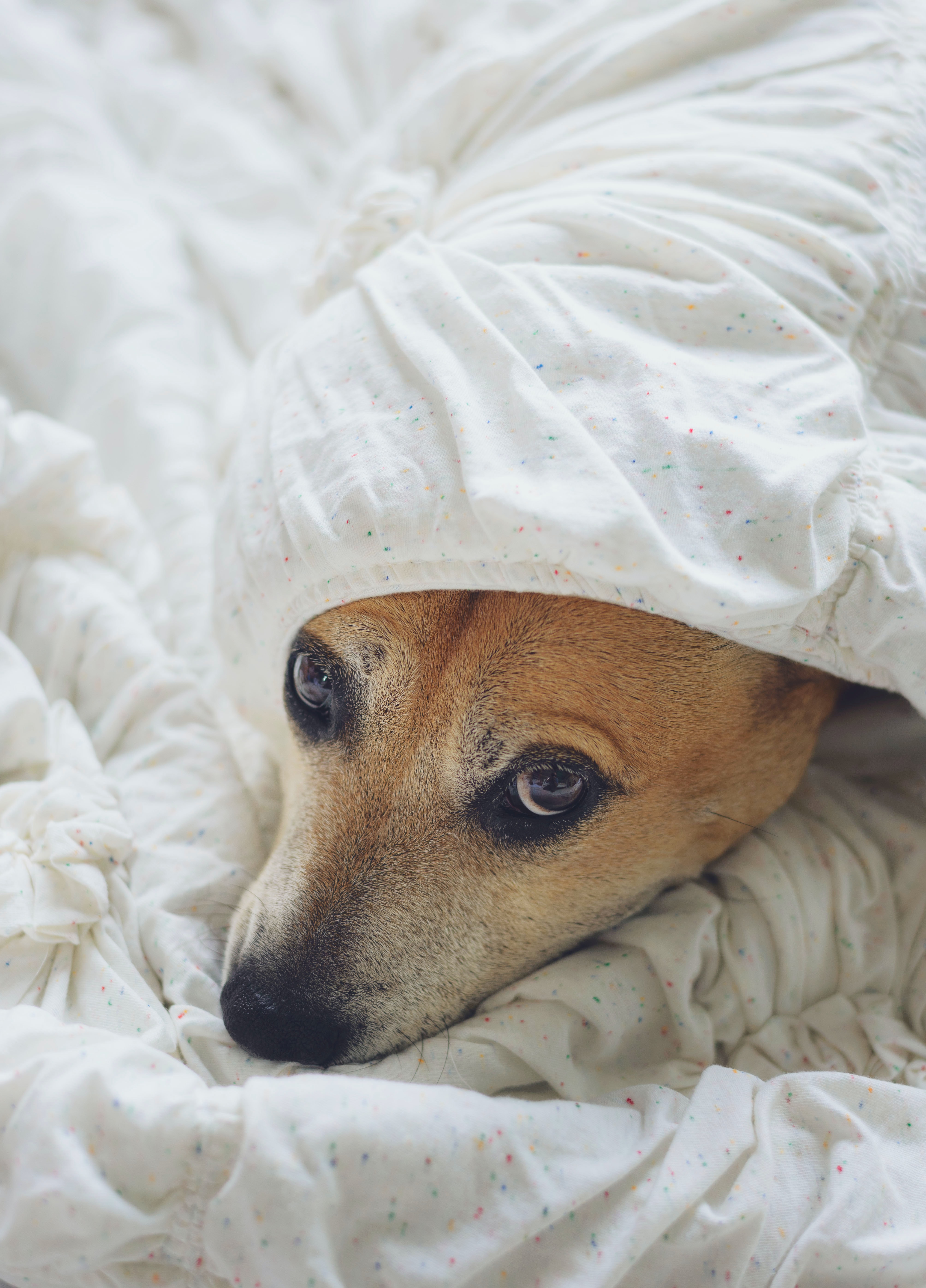 Causes Of Dog Urine Smell On A Mattress