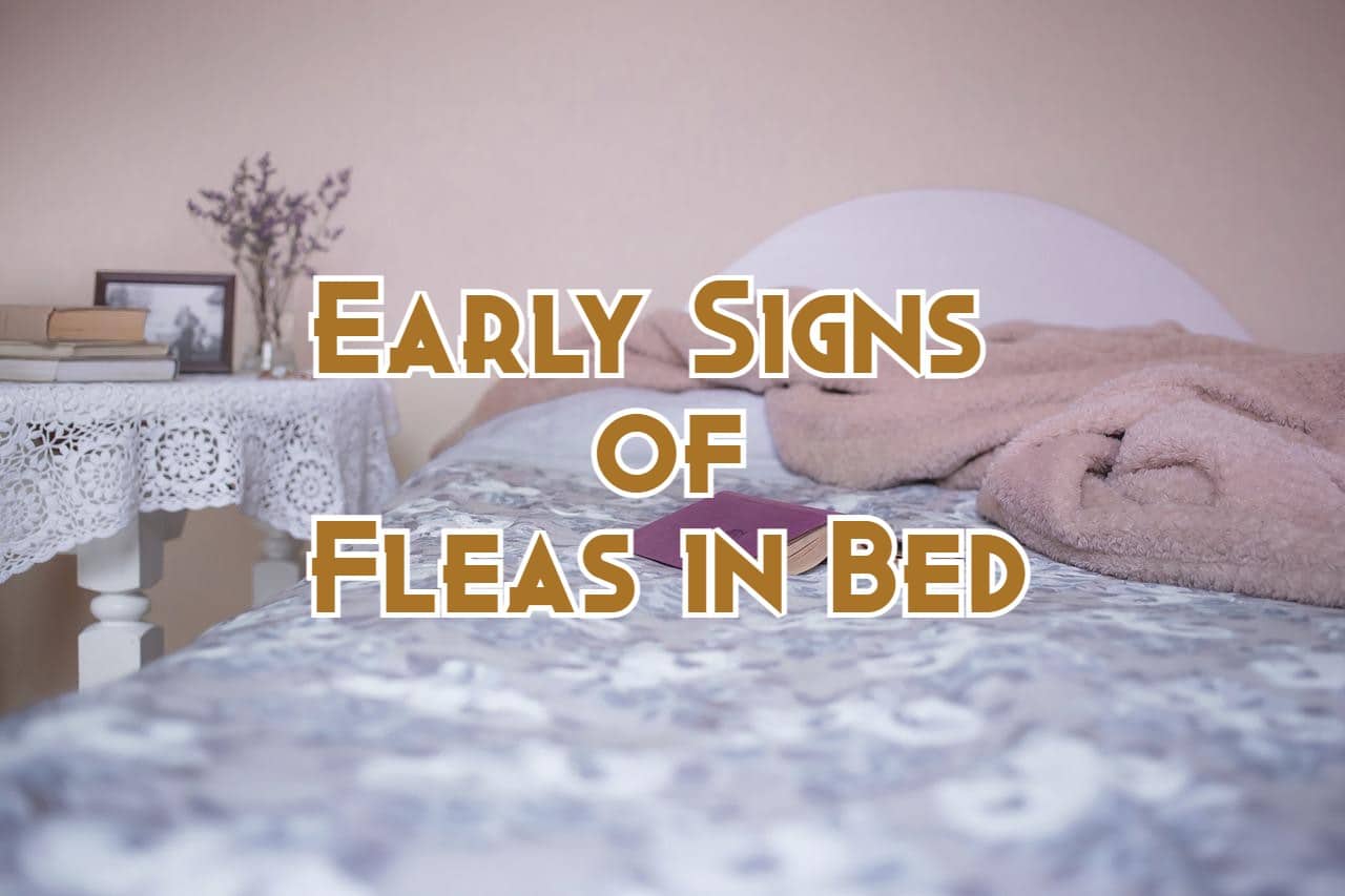 Causes Of Fleas On Mattress