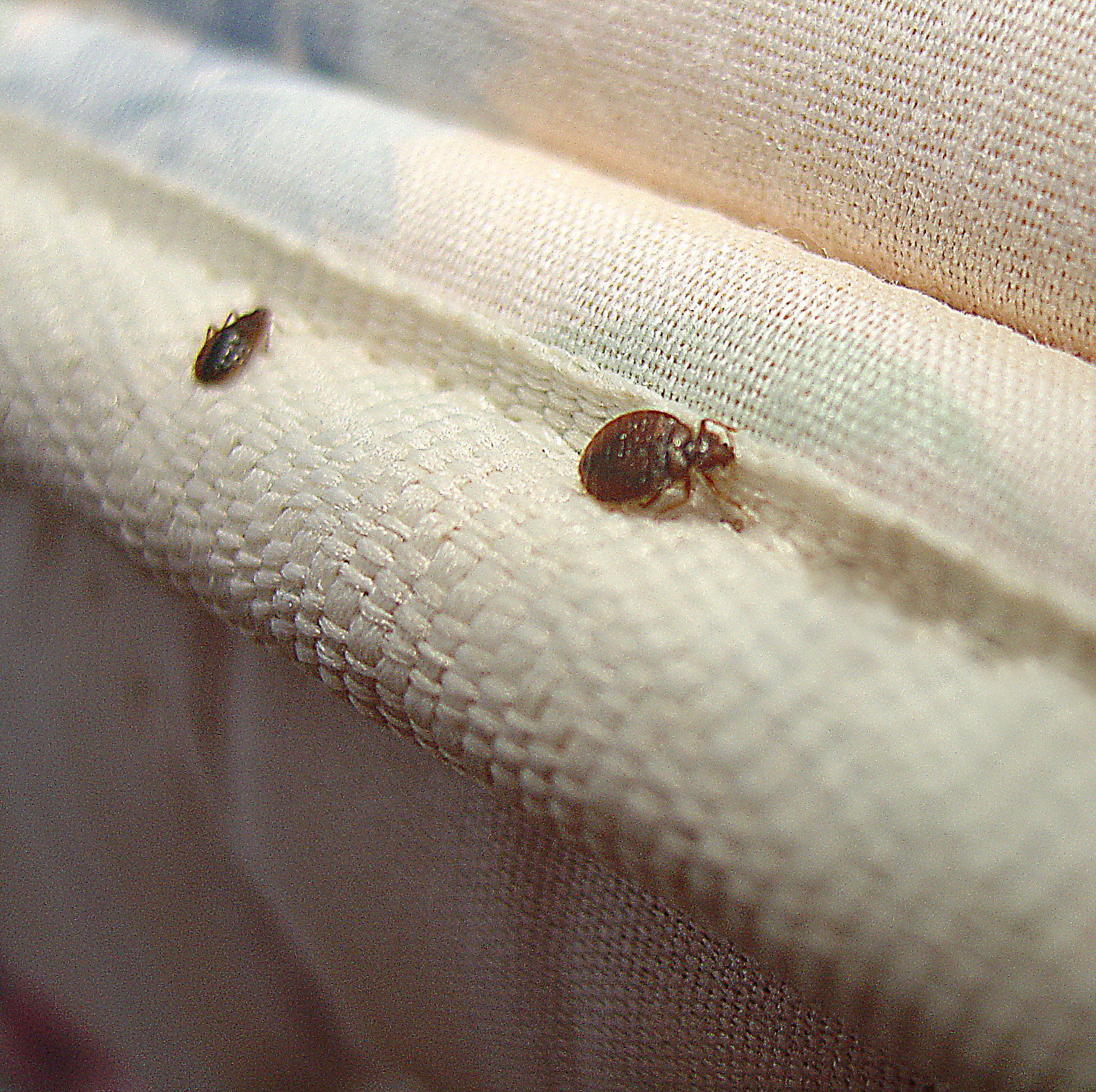 How To Identify Bed Bug Infestations