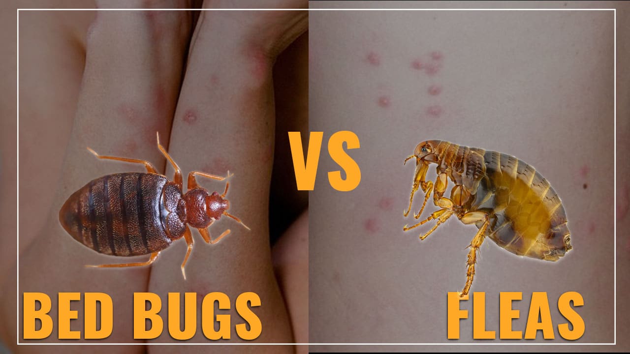 How To Identify Fleas On Mattress