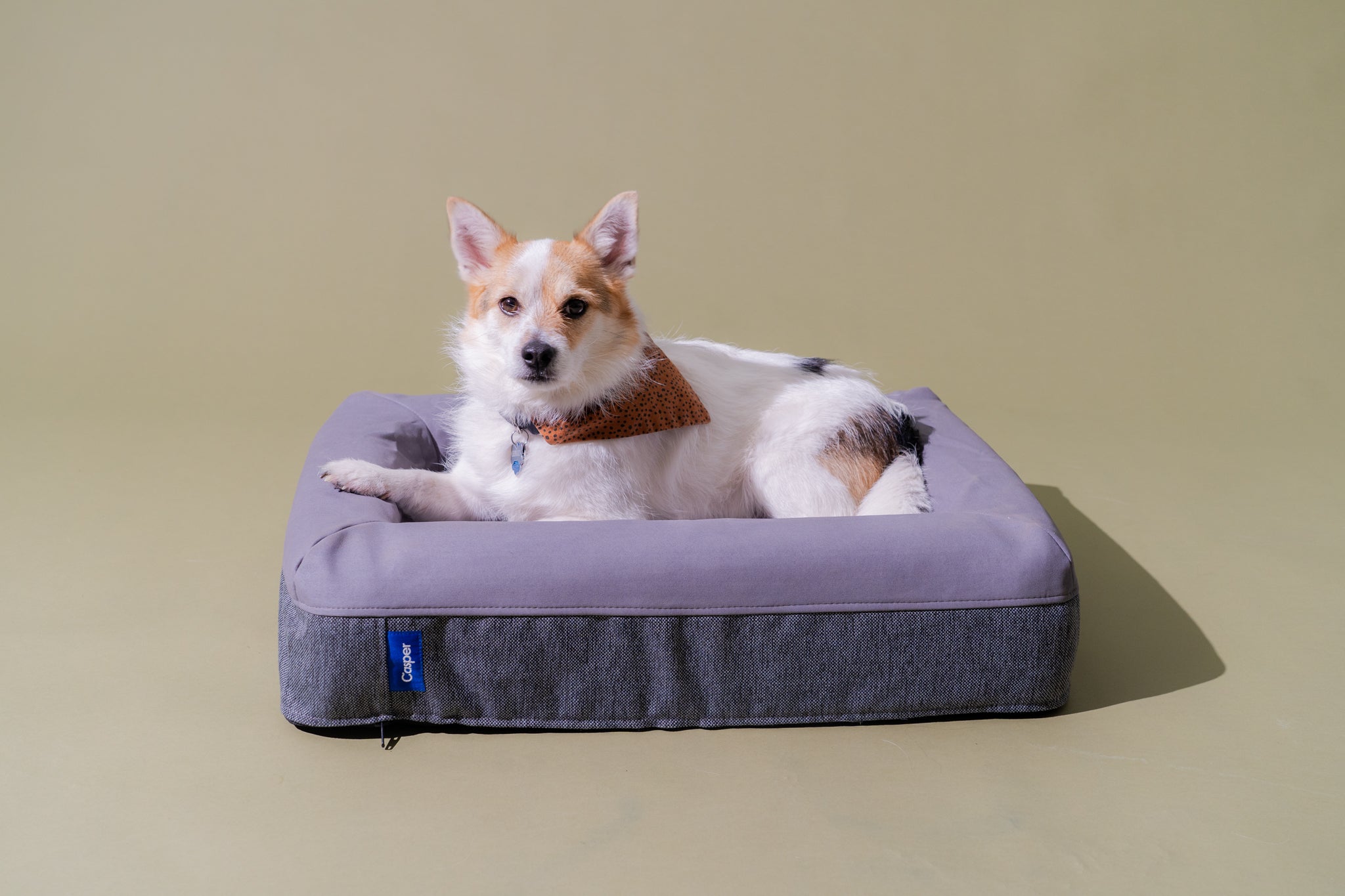 Reasons Why Dogs And Cats May Chew Or Scratch An Air Mattress