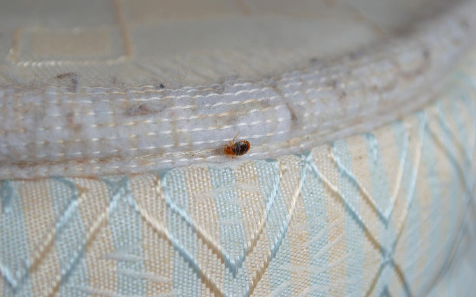 Where Do Bed Bugs Hide In A Mattress?